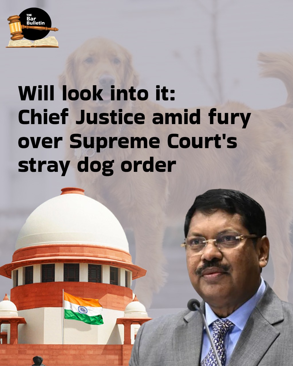 Will look into it: Chief Justice amid fury over Supreme Court’s stray dog order