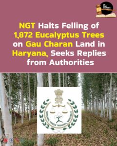 Eucalyptus Tree Felling