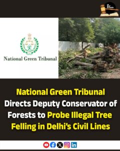 illegal tree felling